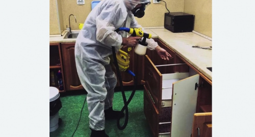 Уничтожение насекомых в квартире. Кондопога