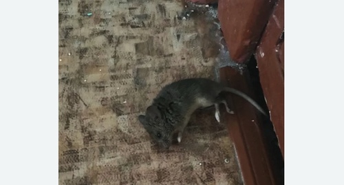 Дезинфекция от мышей в Кондопоге