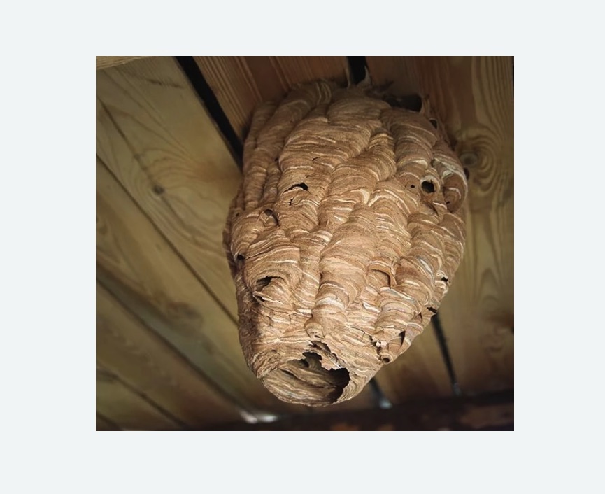 обработка от шершней в Кондопоге