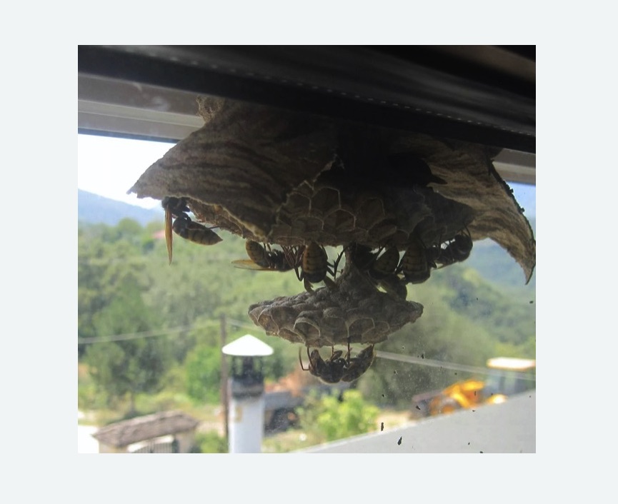 Уничтожение гнёзд шершней в Кондопоге