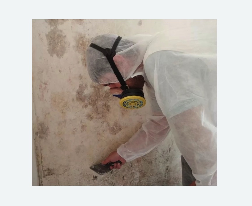 Обработка стен от плесени в Кондопоге