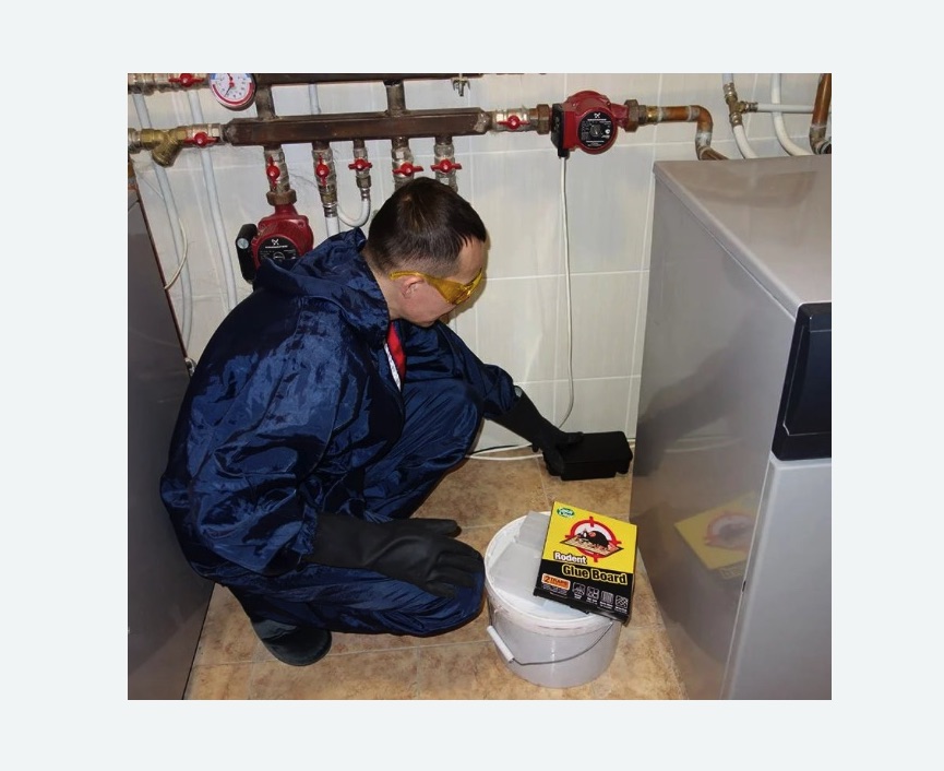 Уничтожение крыс в Кондопоге